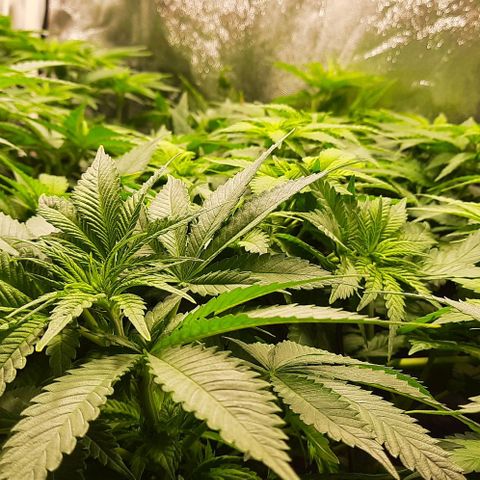 White Diesel growlog timeline photo