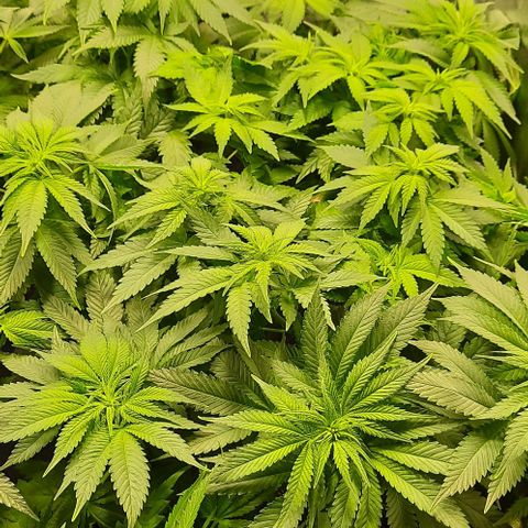 White Diesel growlog timeline photo
