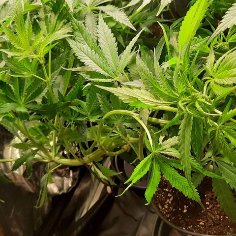 Banana Kush growlog timeline photo