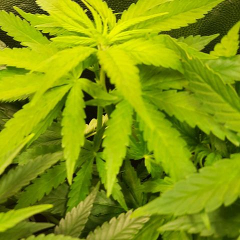 Banana Kush growlog timeline photo