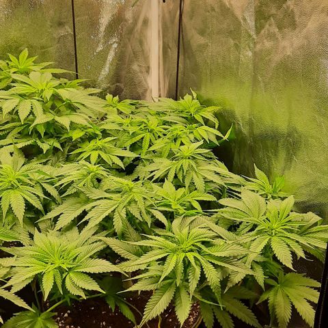 White Diesel growlog timeline photo