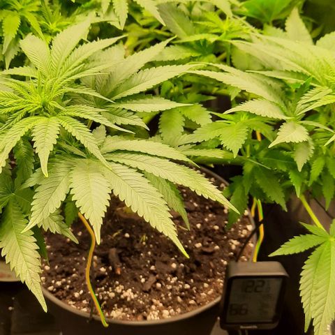 White Diesel growlog timeline photo