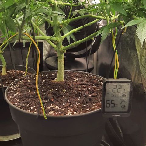 White Diesel growlog timeline photo
