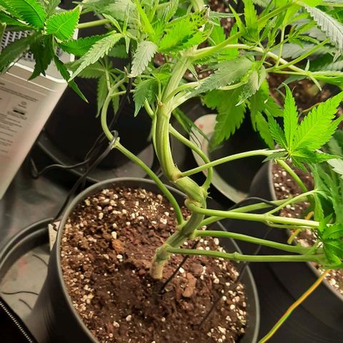 Banana Kush growlog timeline photo