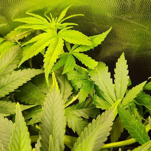 Banana Kush growlog timeline photo