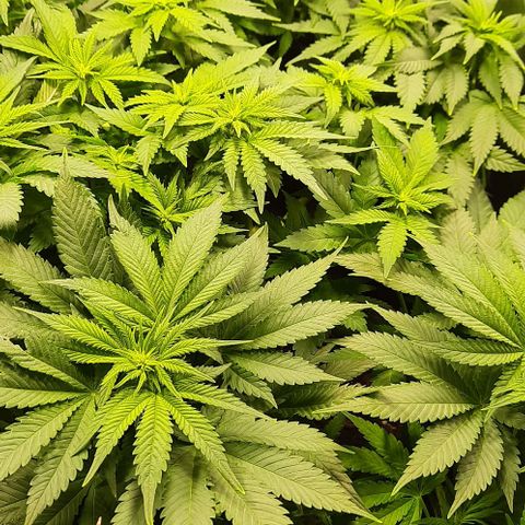 White Diesel growlog timeline photo