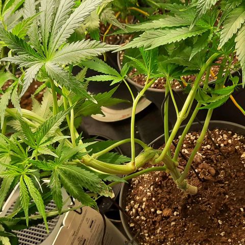Banana Kush growlog timeline photo