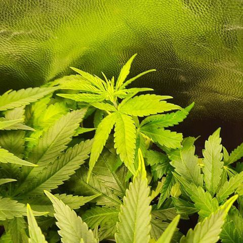 Banana Kush growlog timeline photo