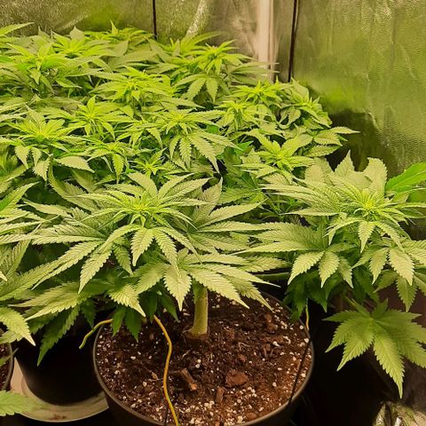 White Diesel growlog timeline photo