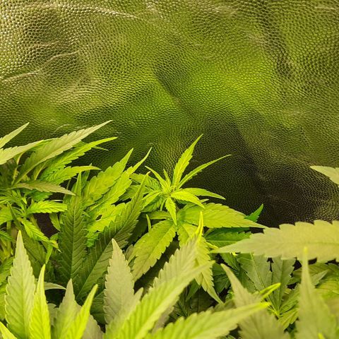 Banana Kush growlog timeline photo