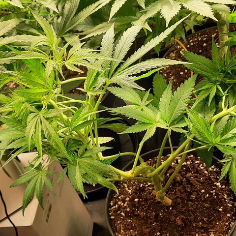 Banana Kush growlog timeline photo