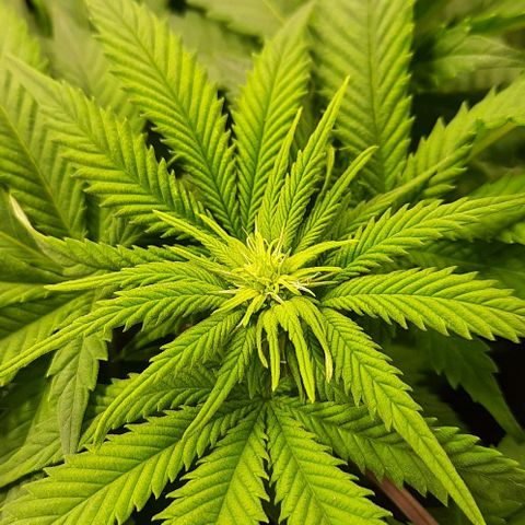 White Diesel growlog timeline photo