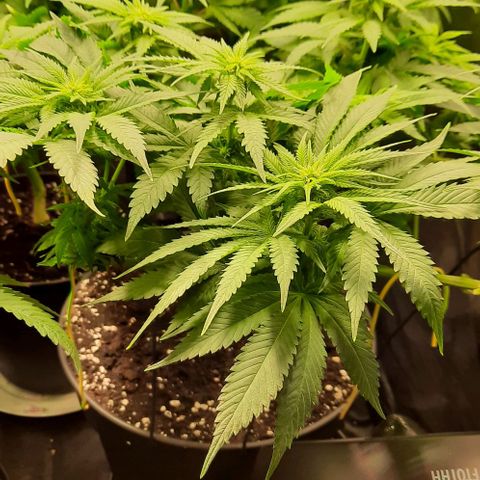 White Diesel growlog timeline photo
