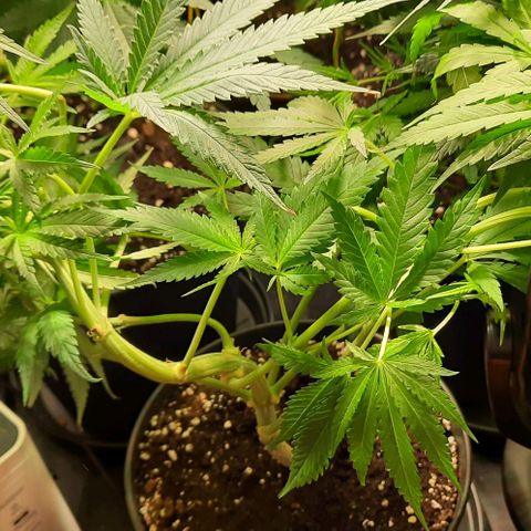 Banana Kush growlog timeline photo