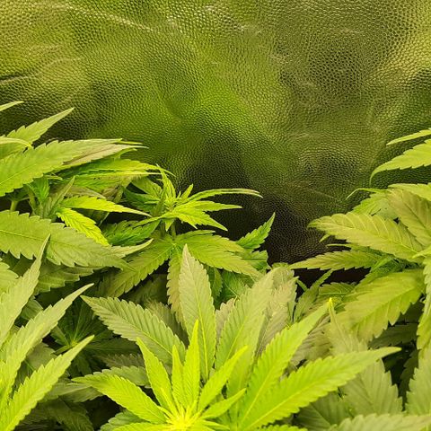 Banana Kush growlog timeline photo