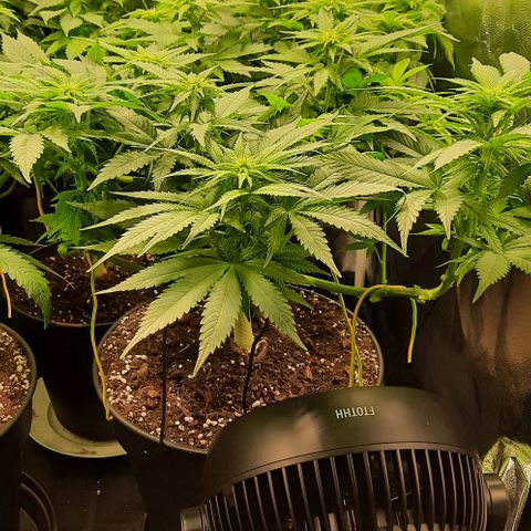White Diesel growlog timeline photo