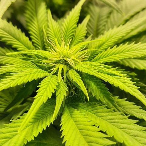 White Diesel growlog timeline photo