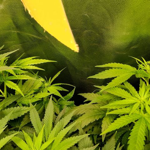 Banana Kush growlog timeline photo