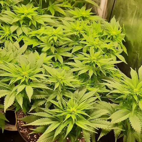 White Diesel growlog timeline photo