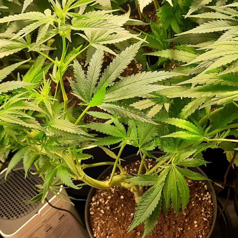Banana Kush growlog timeline photo