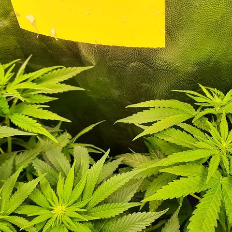 Banana Kush growlog timeline photo