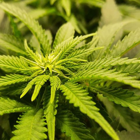 White Diesel growlog timeline photo