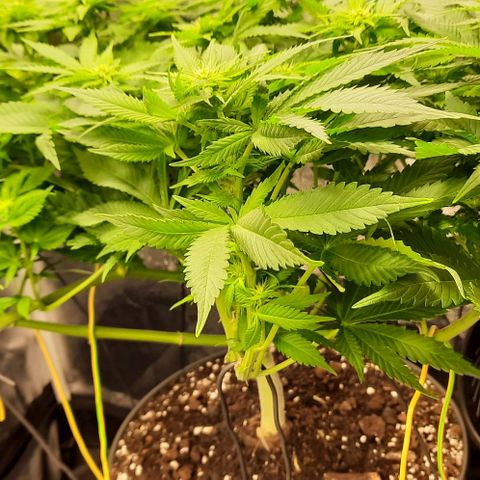 White Diesel growlog timeline photo