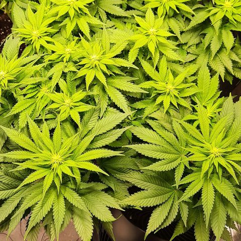 White Diesel growlog timeline photo
