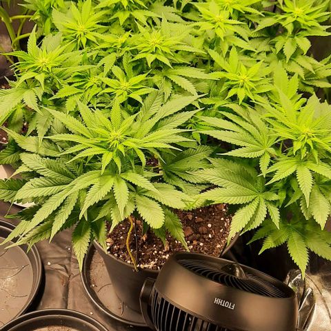 White Diesel growlog timeline photo