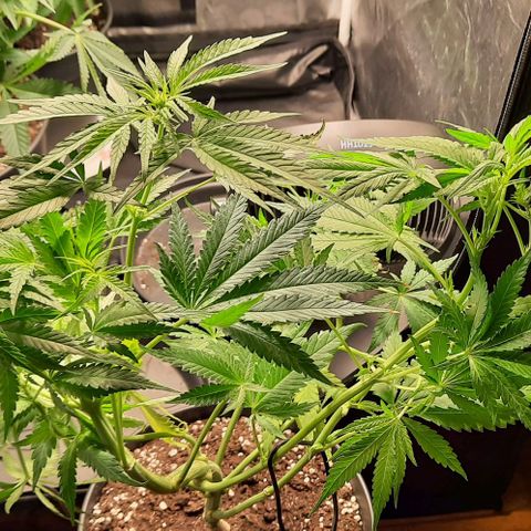 Banana Kush growlog timeline photo