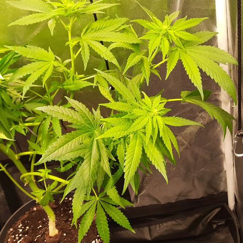 Banana Kush growlog timeline photo