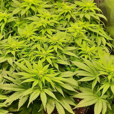 White Diesel growlog timeline photo