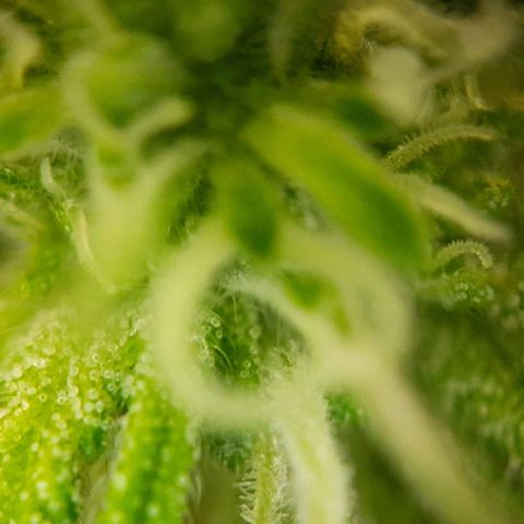 White Diesel growlog timeline photo