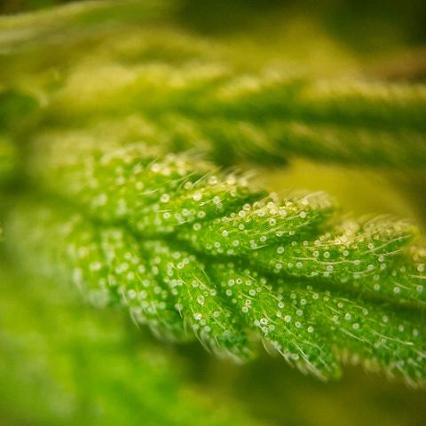 White Diesel growlog timeline photo