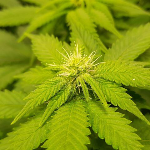 White Diesel growlog timeline photo