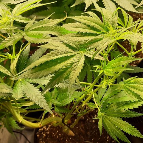 Banana Kush growlog timeline photo