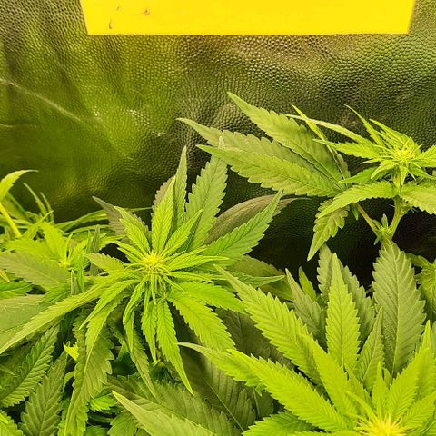 Banana Kush growlog timeline photo