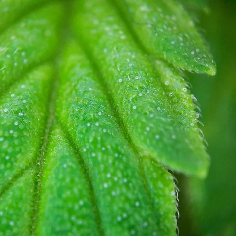 White Diesel growlog timeline photo