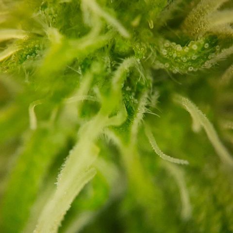 White Diesel growlog timeline photo