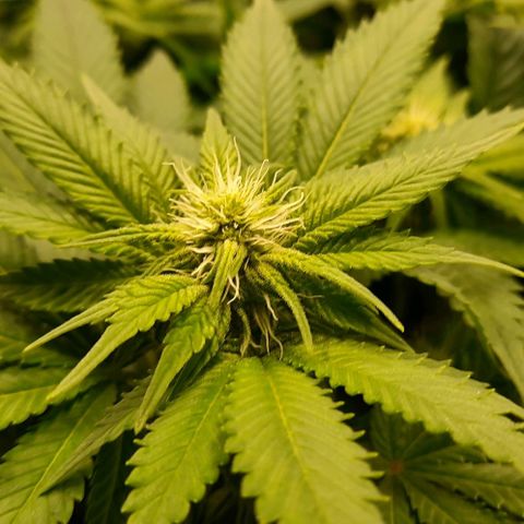 White Diesel growlog timeline photo