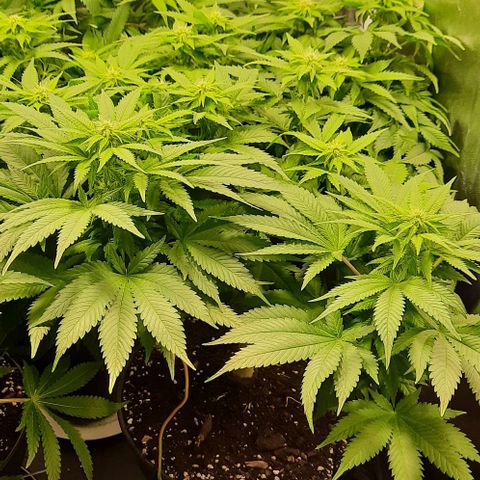 White Diesel growlog timeline photo
