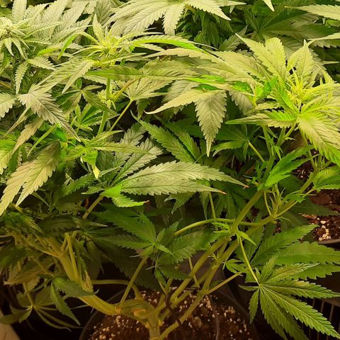 Banana Kush growlog timeline photo