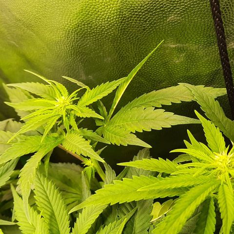 Banana Kush growlog timeline photo