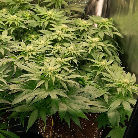 White Diesel growlog timeline photo