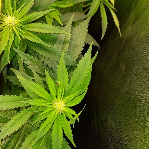Banana Kush growlog timeline photo