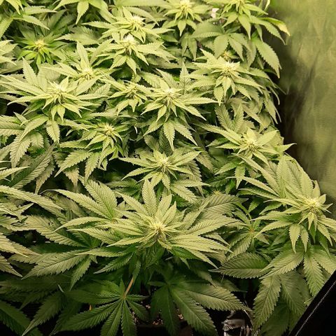 White Diesel growlog timeline photo