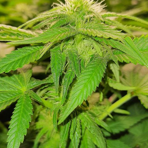 White Diesel growlog timeline photo