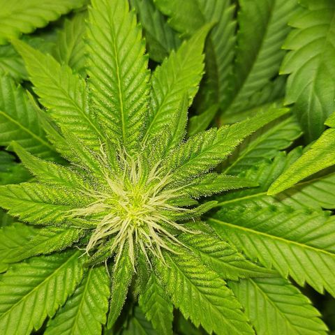 White Diesel growlog timeline photo