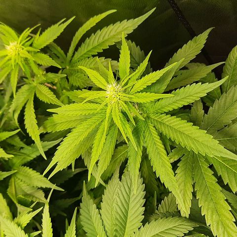 Banana Kush growlog timeline photo