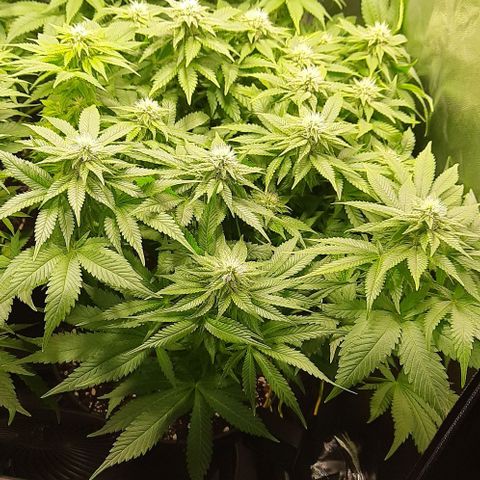 White Diesel growlog timeline photo